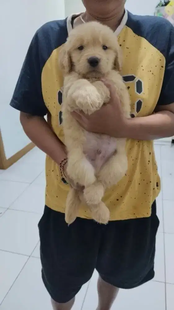Anak golden Retriever