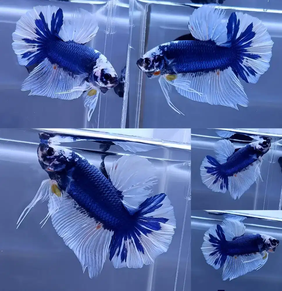ikan cupang giant putih biru