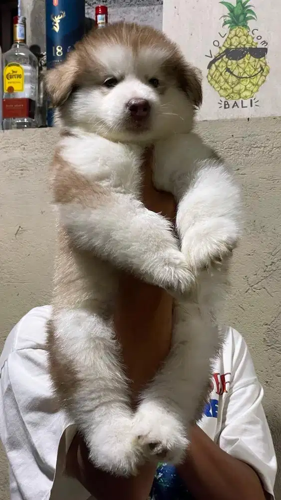 Alaskan Malamute