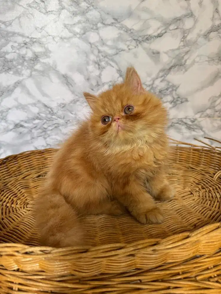 Kucing Peaknose LH Jantan 3 Bulan