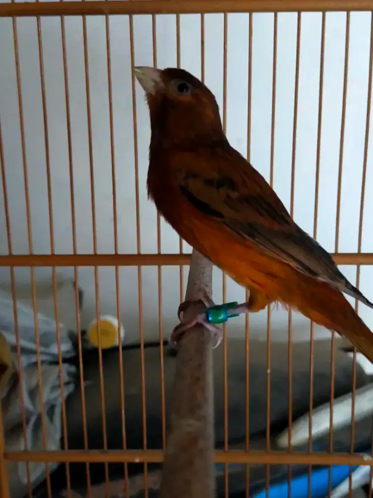 Burung kenari Blac rad jantan gacor door