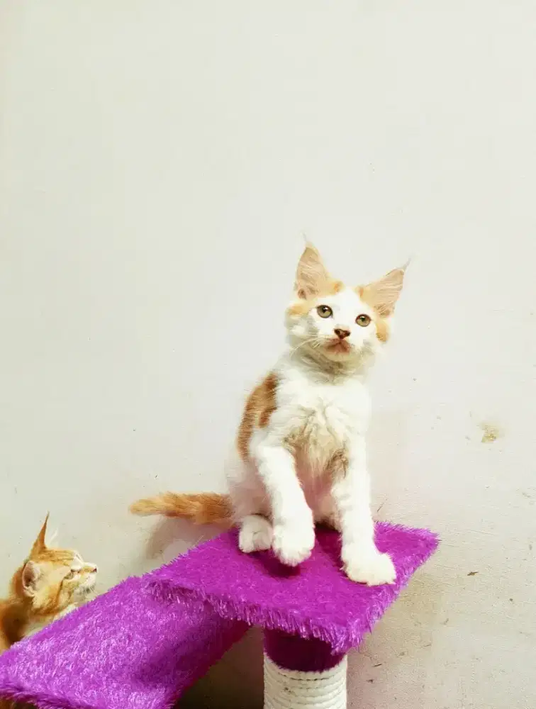 Kitten MaineCoon Pure No mix. Induk ped Cfa Maine Coon