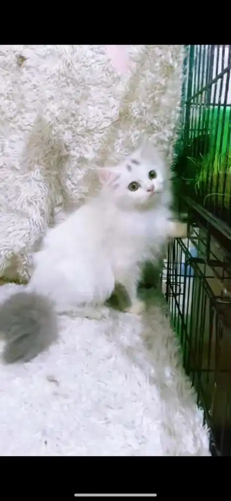 Kucing persian flatnose bluvan