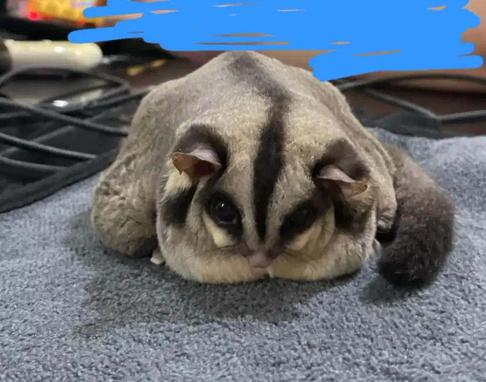 Sugar glider leu moza platinum
