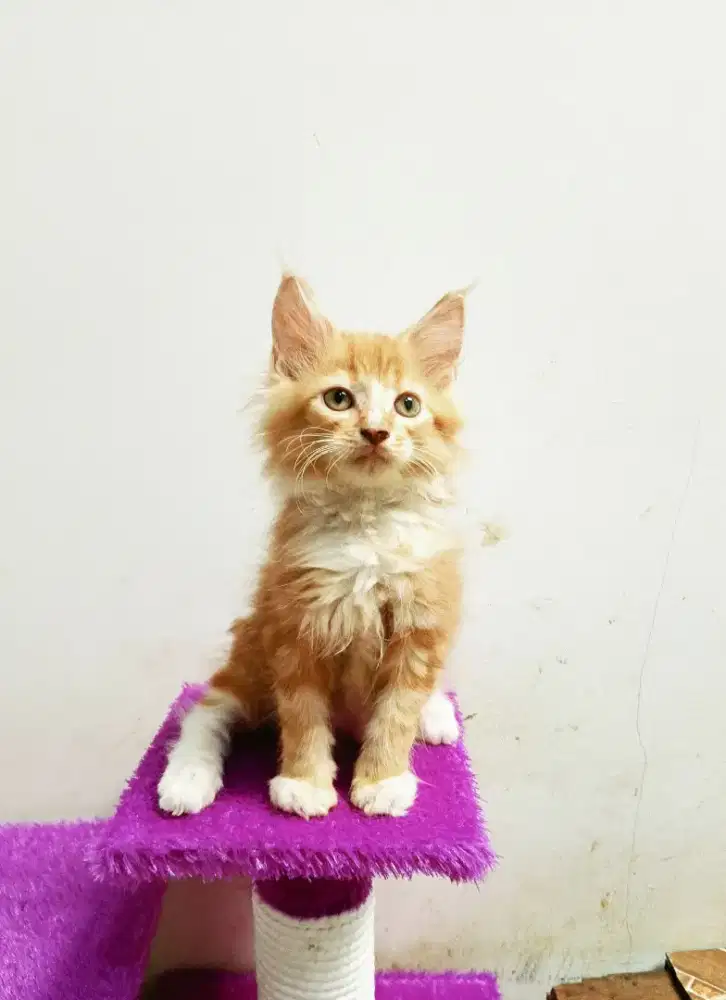 MaineCoon Kitten Jantan Pure No mix. Induk Ped CFA Maine Coon