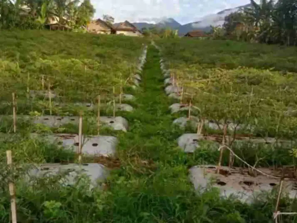 DI JUAL TANAH PINGGIR JALAN GOLPARA SUKABUMI