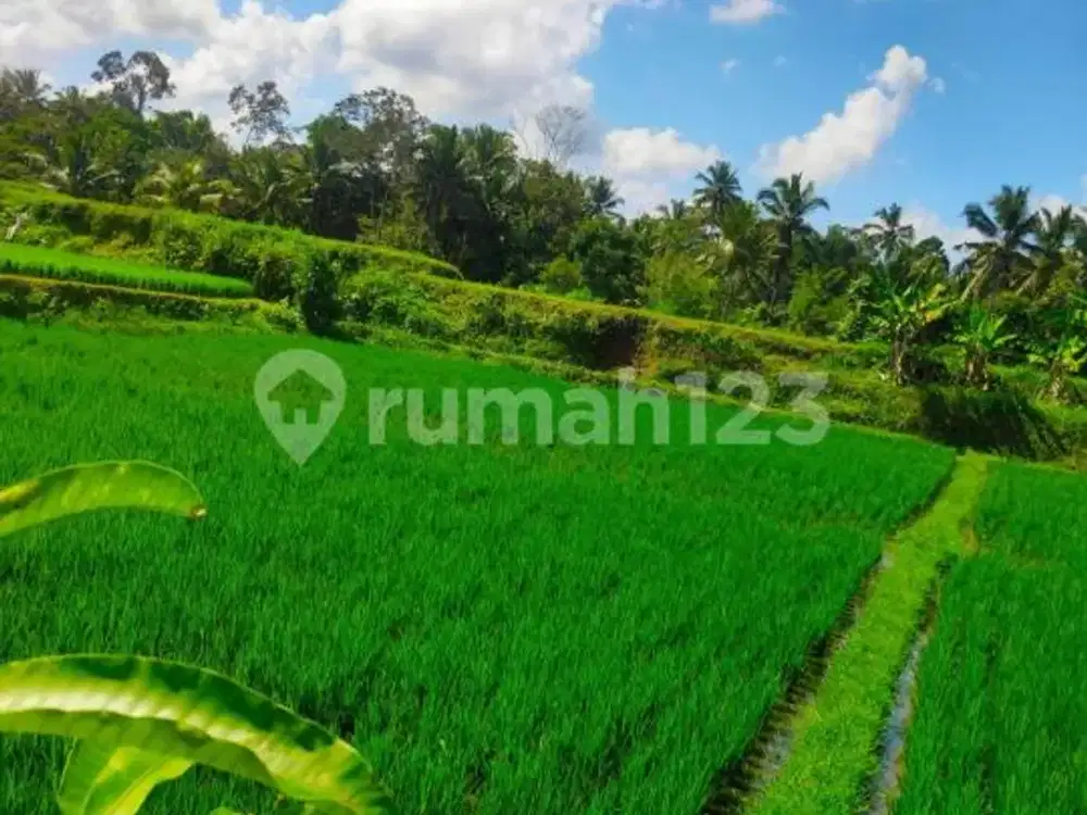 Jual Tanah di Gianyar 1000M2, Harga 850Jt Nego