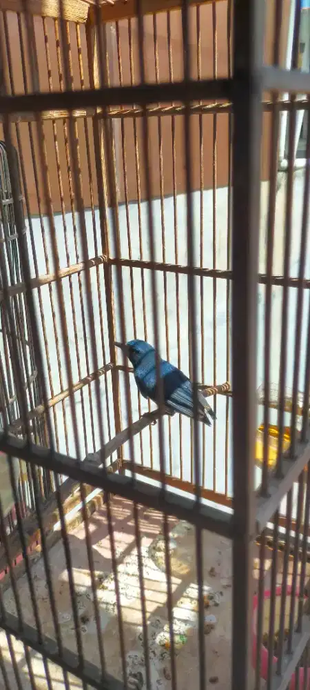 Tledekan lumayan rajin bunyi