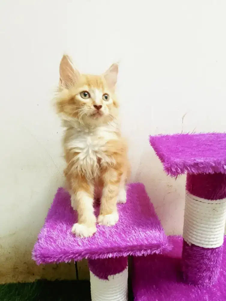 Kitten MaineCoon Jantan Pure Bkn mix.