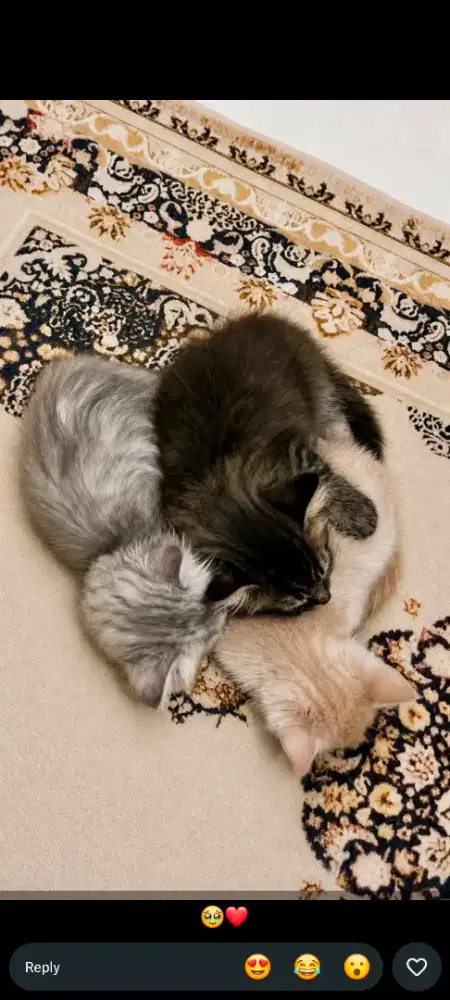 Open Addopt Kitten / Kucing / Anak Kucing (Persia)