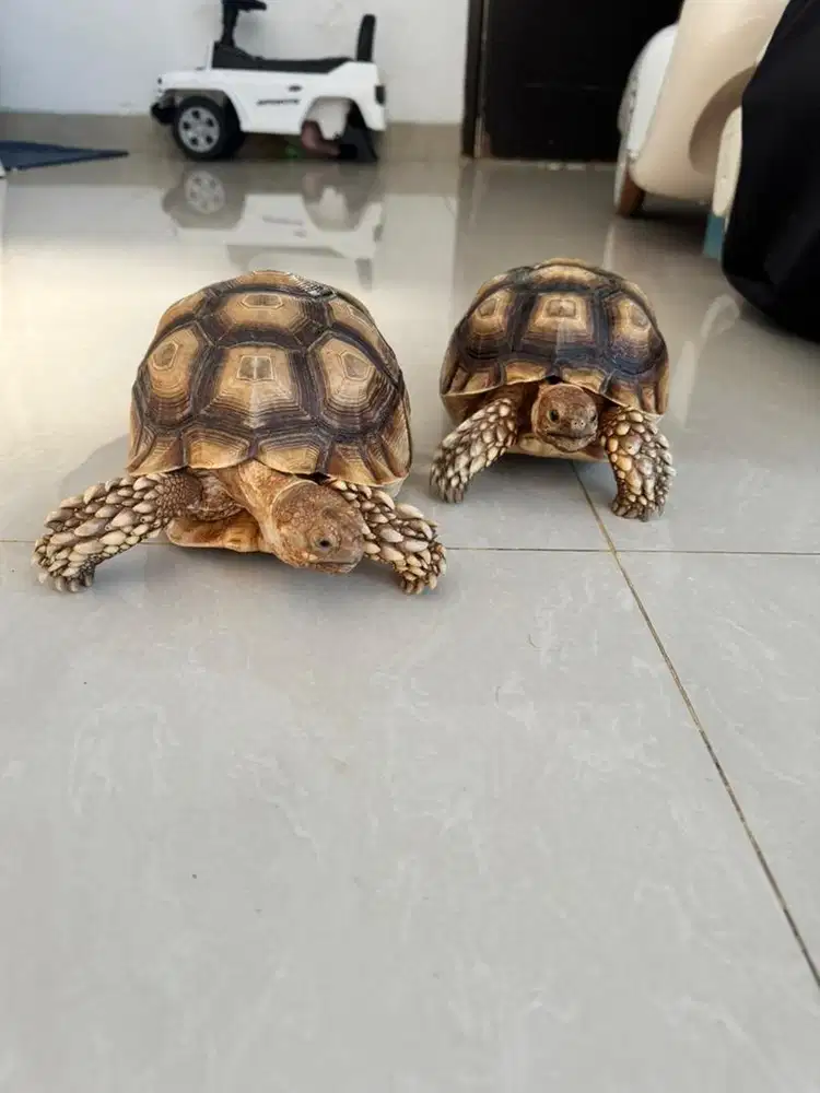 Di jual 2 sulcata