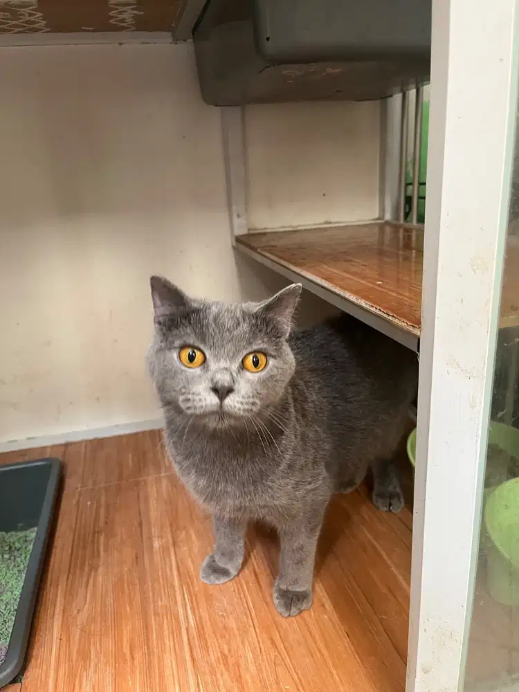 Lepas adopsi bsh blue betina Usia jalan mau 11 bulan