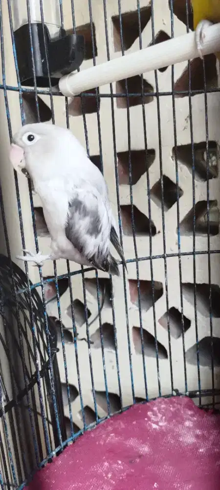 Lovebird betina dewasa