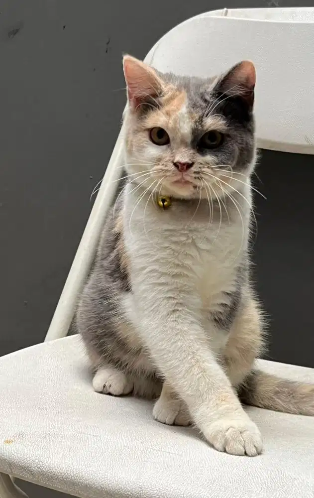 Kucing british shorthair bsh british short hair