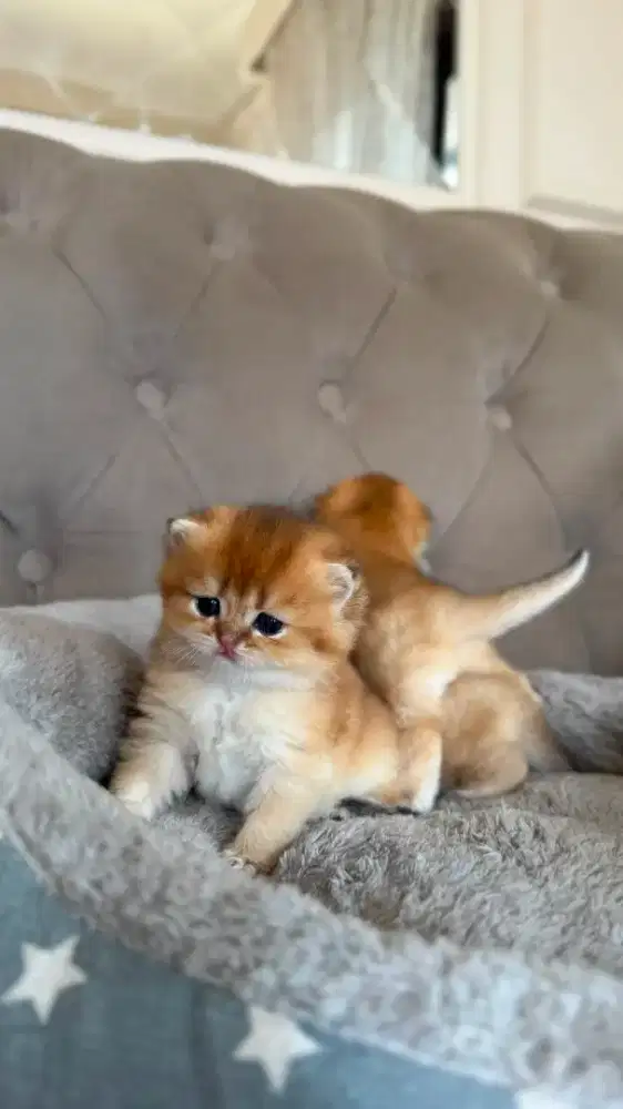 british shorthair jantan golden anak import