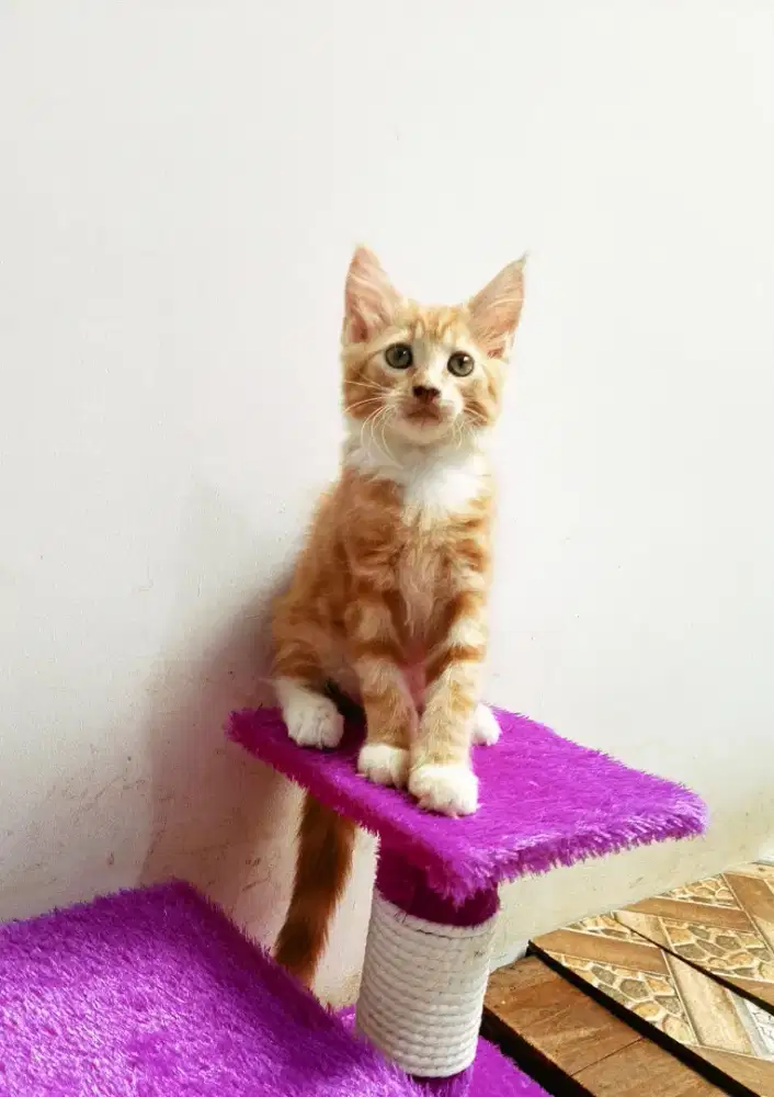 Kitten MaineCoon Betina Pure No mix. Induk Ped CFA Maine Coon