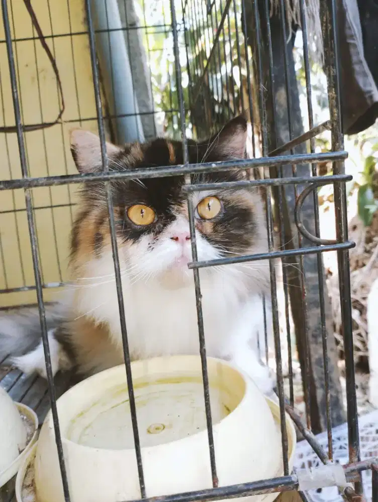 Kucing jenis platnoce bentina