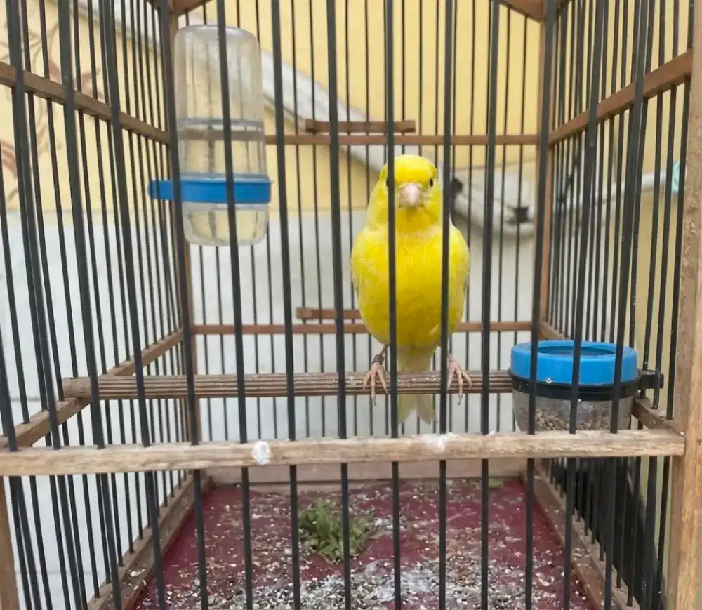 Kenari jantan harian rajin