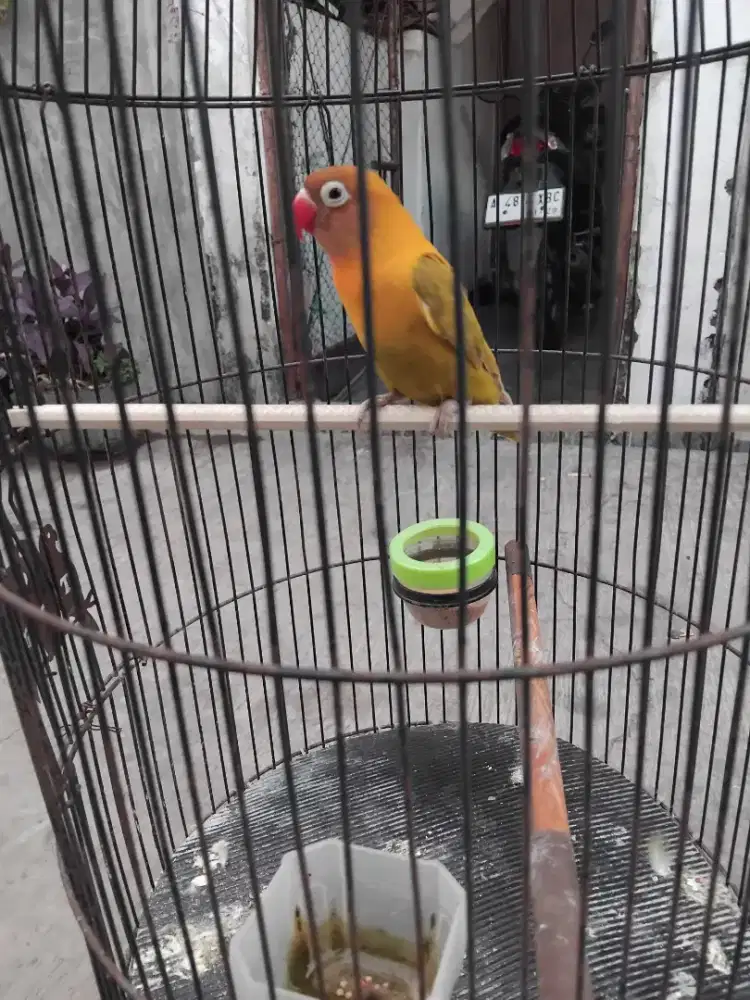 Lovebird bekas masteran