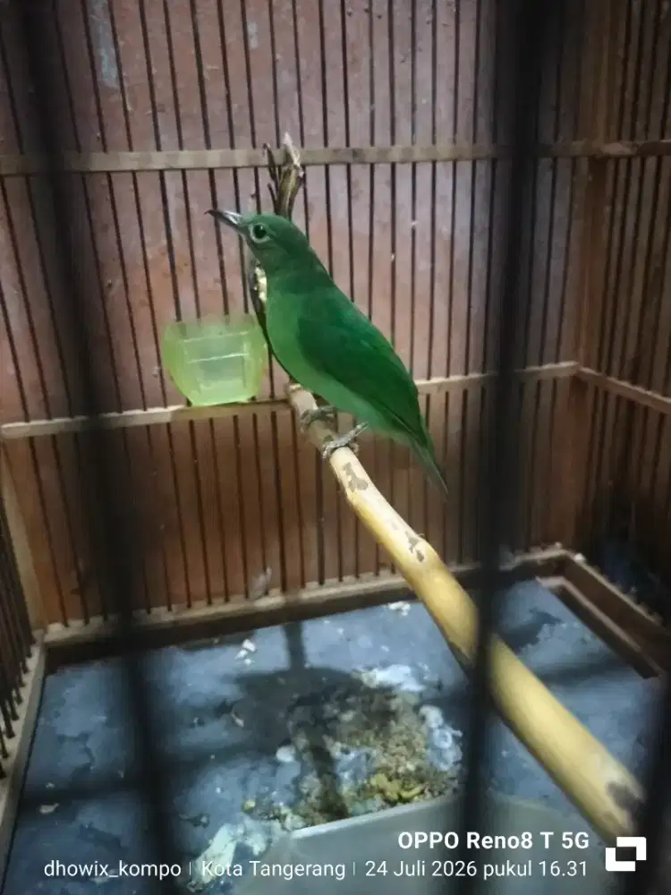 Betina siapan barang kali ada yang butuh buat cas