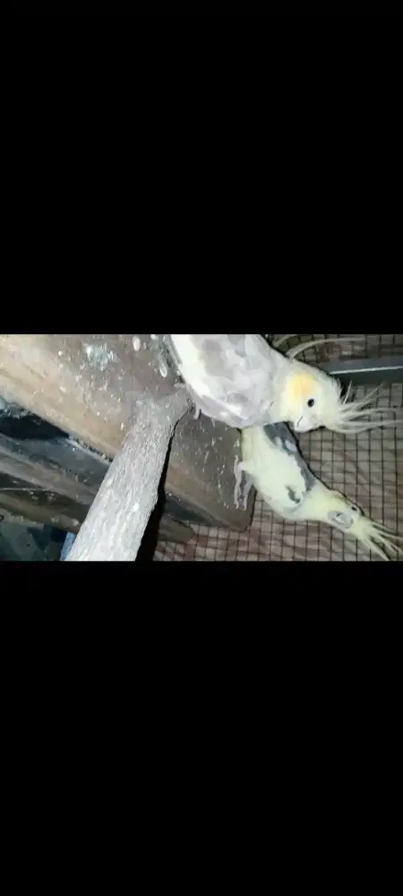 Burung Falk /parkit oustrali