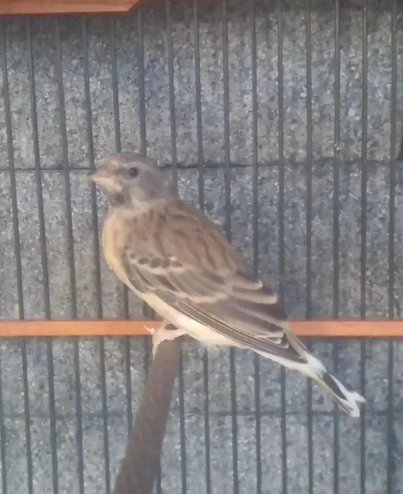 Blacktnroat Boswana