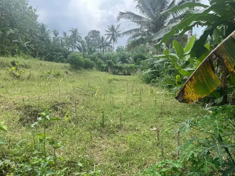 TANAH DIJUAL LINTAS SELATAN DI BAWAH HARGA PASARAN