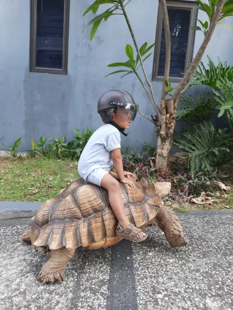 Kura Sulcata 81cm
