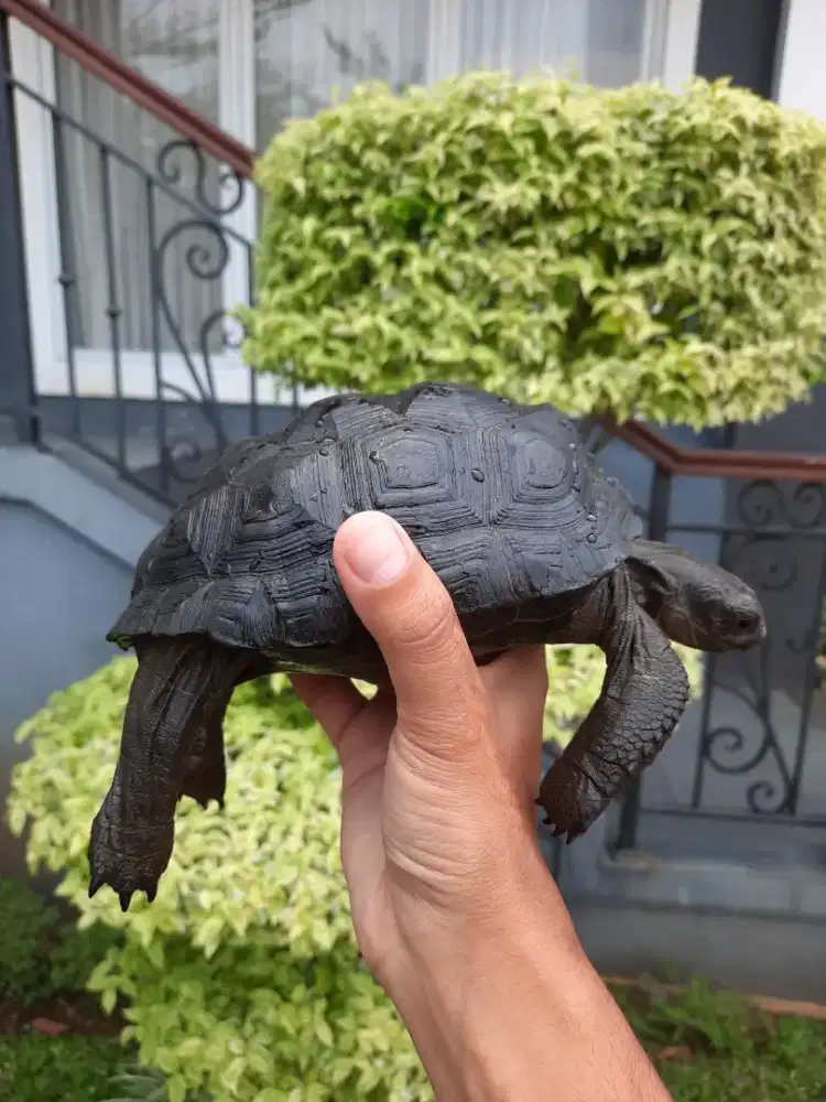 Kura aldabra 16cm
