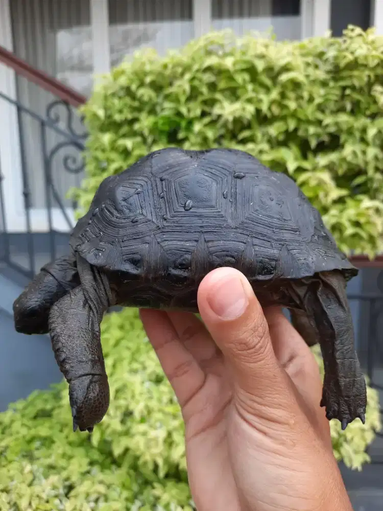 Kura aldabra 12cm