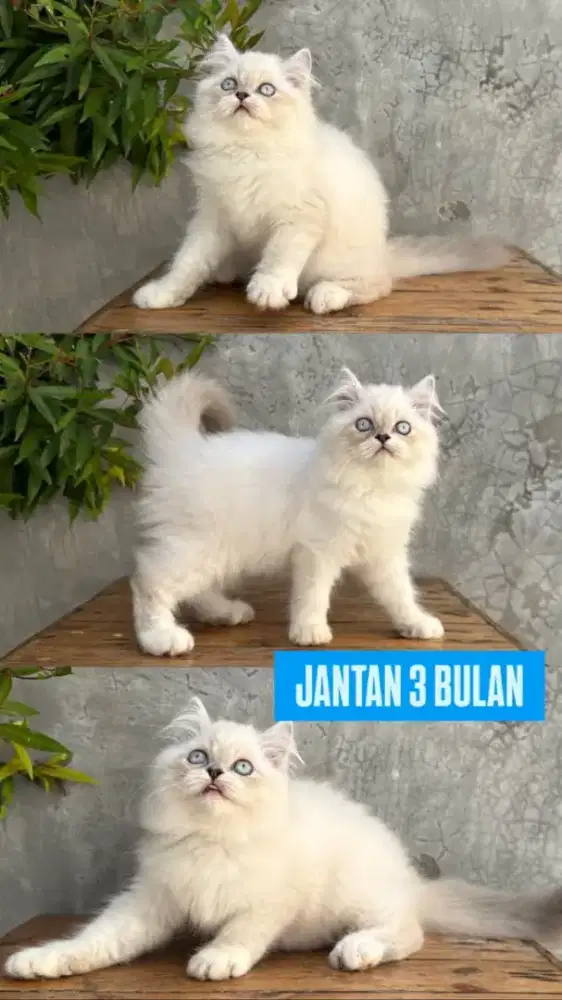 kucing kitten anakan anggora ragdoll mainecoon british scottish