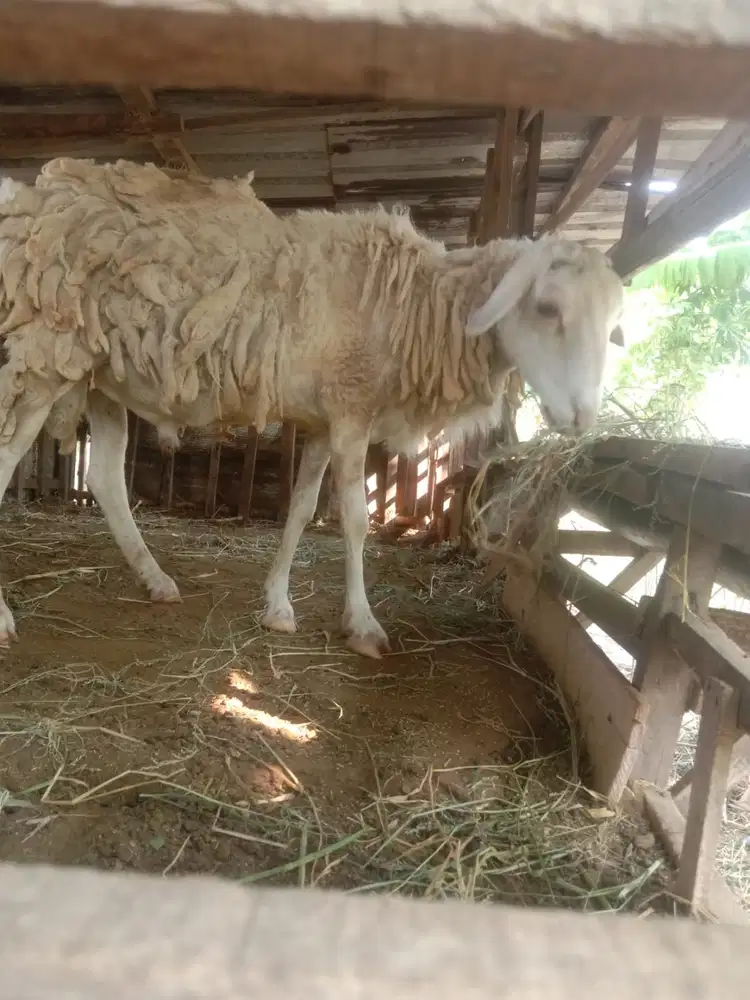 Dijual Kambing Gibas Jantan Dewasa