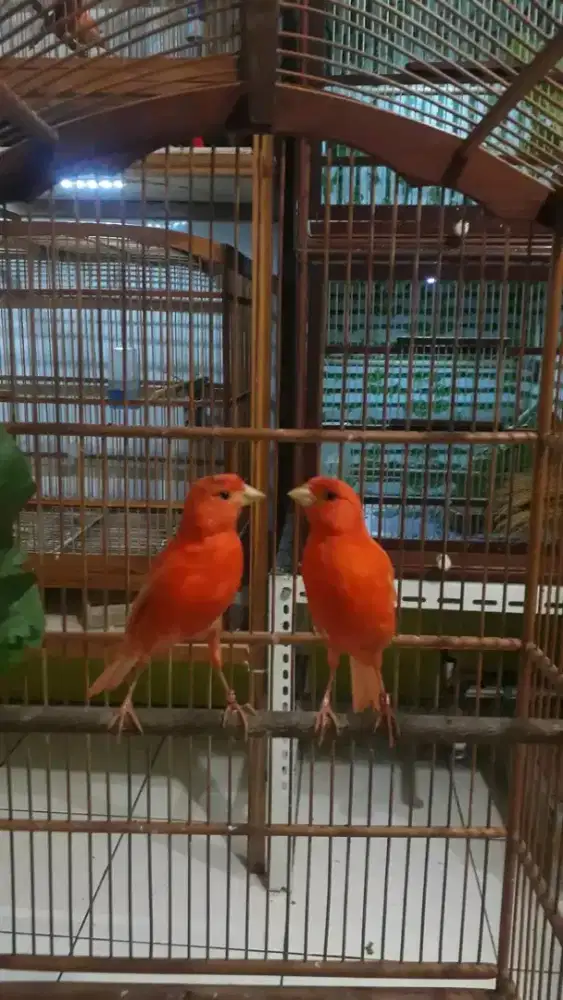 kenari merlok sepasang siapan