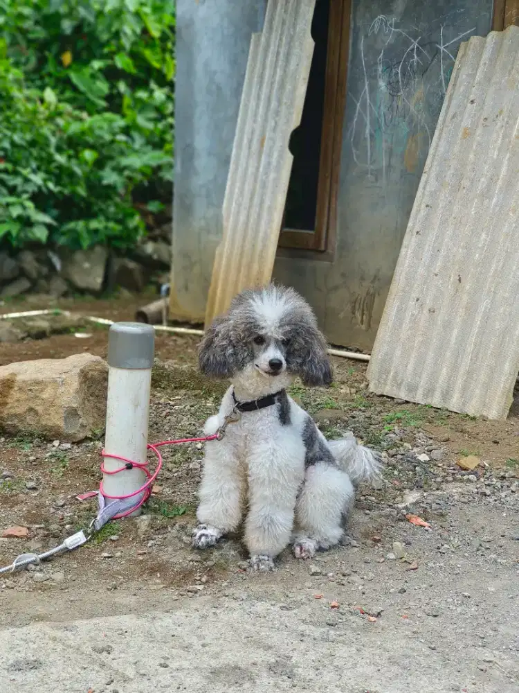 Poodle jangan cakep party color