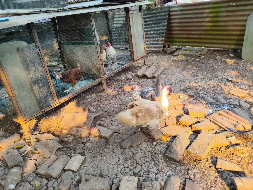 Ayam kampung dan entok