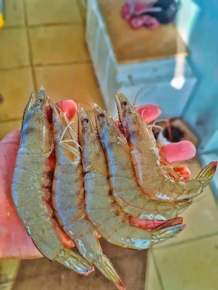 UDANG VANAME TAMBAK
