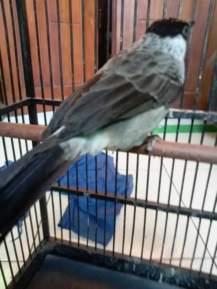 Burung kutilang fullset