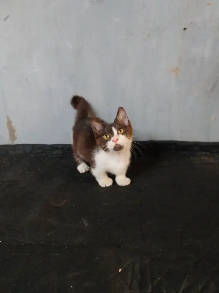 MUNCHKIN kaki cebol 2bulan jantan