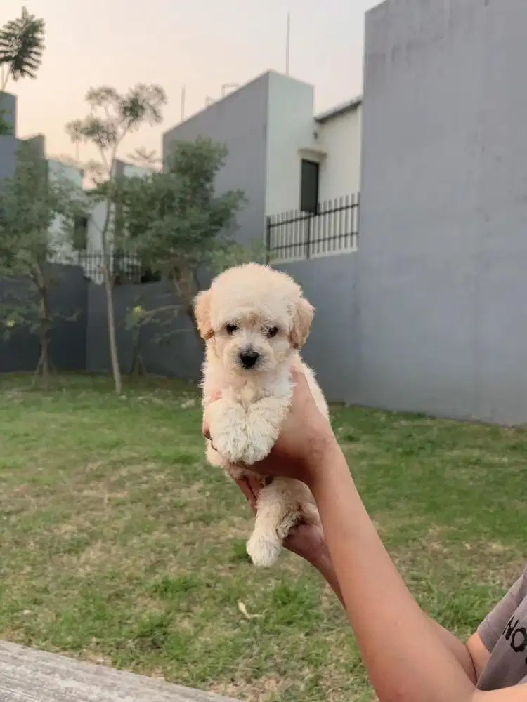 toy poodle 2bln