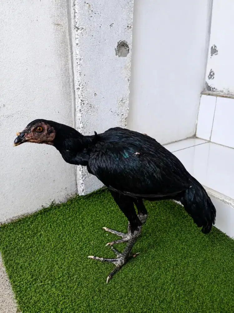 anakan betina pakoy 2 ekor