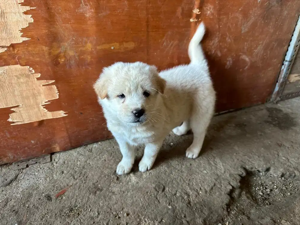 Anak Anjing Kintamani Betina