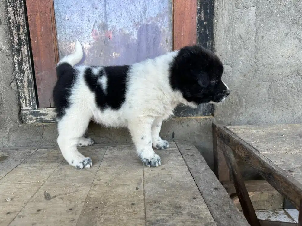 Anak Anjing Kintamani Betina