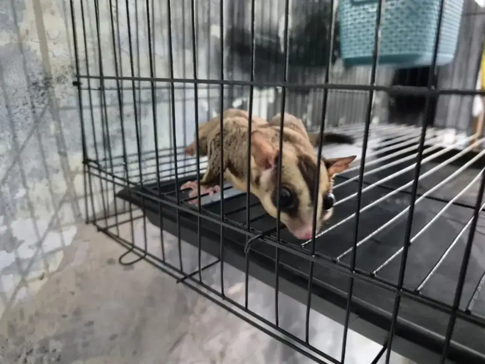 Sugar Glider Jantan Dewasa Fullset Kandang
