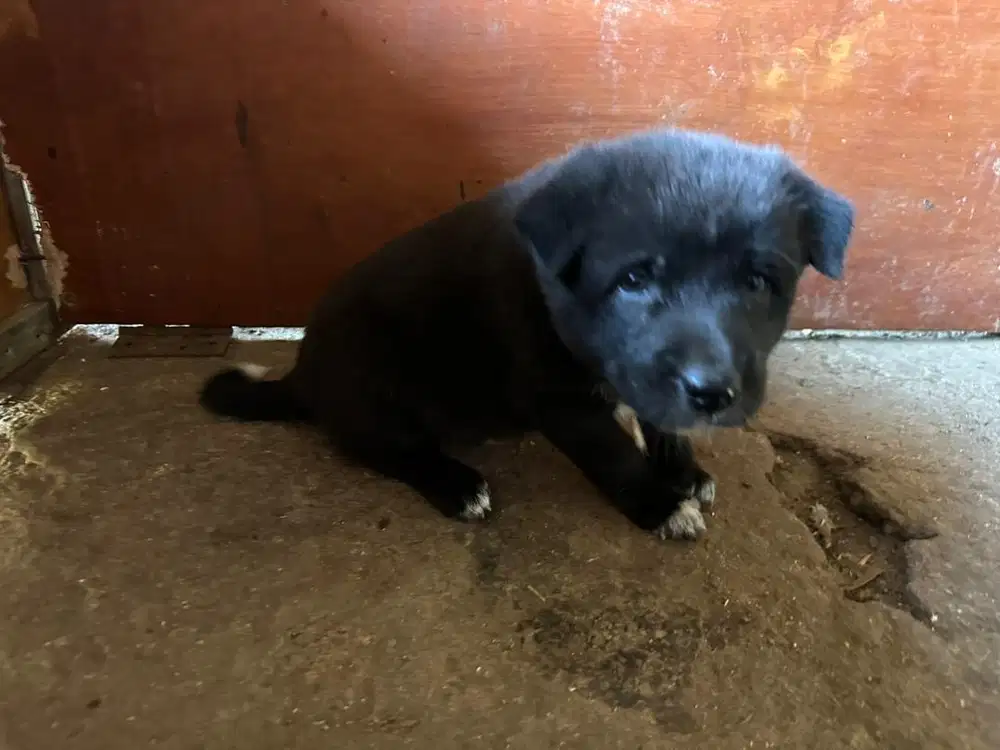 Anak Anjing Kintamani Jantan