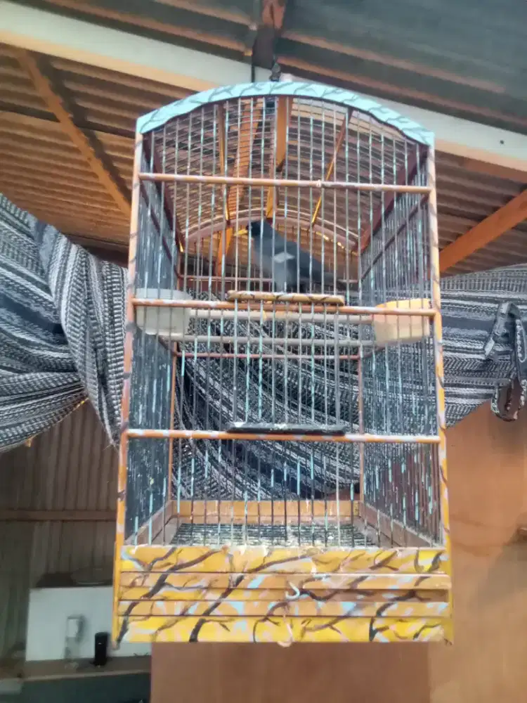 Burung jalak kebo