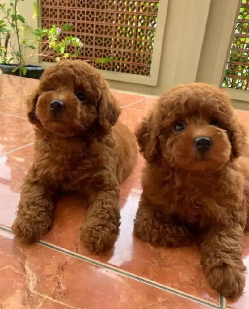Red toy poodle stamboom