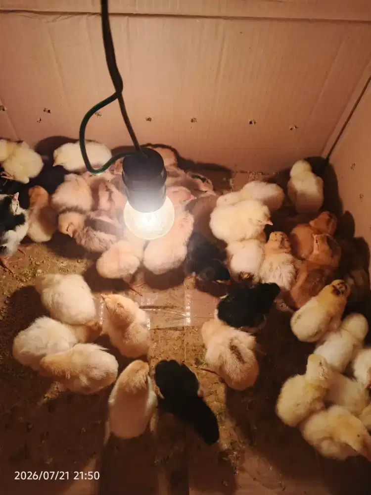 Doc ayam kampung petelur