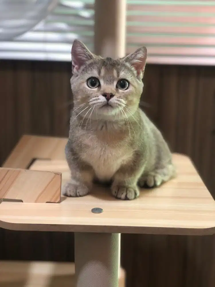 Kucing munchkin bsh