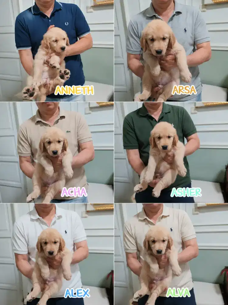 Puppies Golden Retriever Big Bone Stamboom