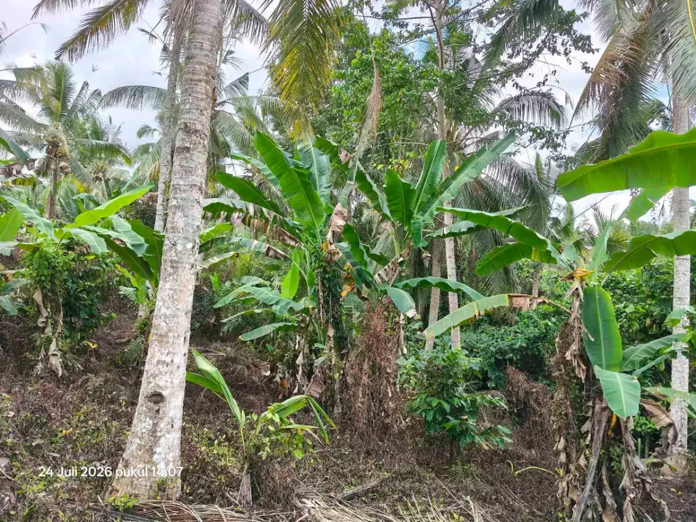 Tanah Murah Cocok Kebun Durian dekat Balitrees Retreats